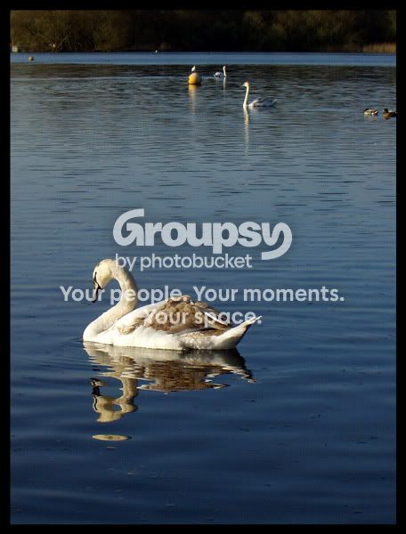 Swan-Lake-3.jpg