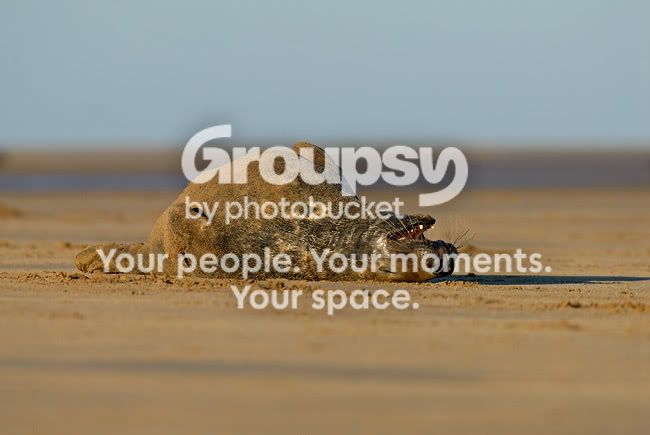 _RP13657.jpg