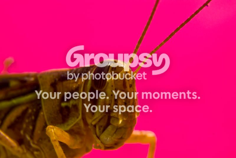 grasshopperedit.jpg