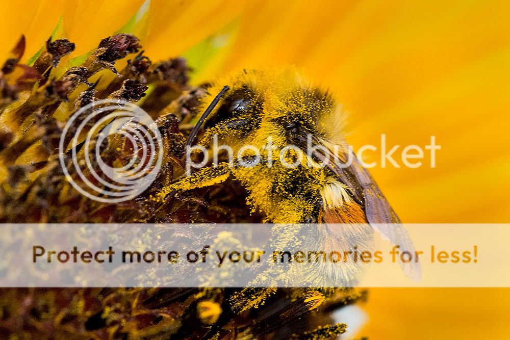 Bee1_zps318b6da2.jpg