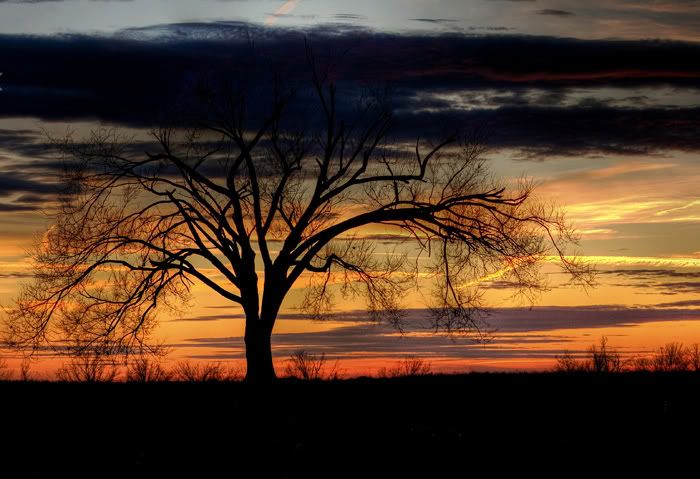 Sunset--tree.jpg