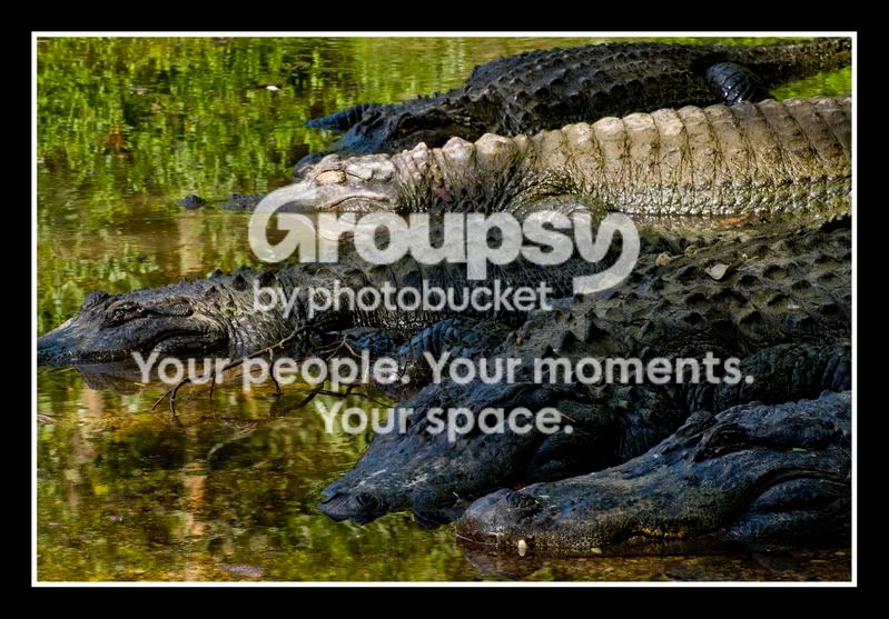 gatorsframed.jpg