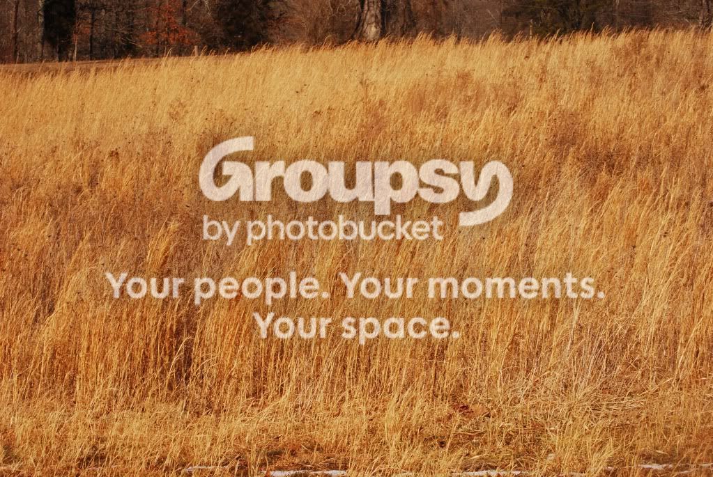 FieldsofGold.jpg