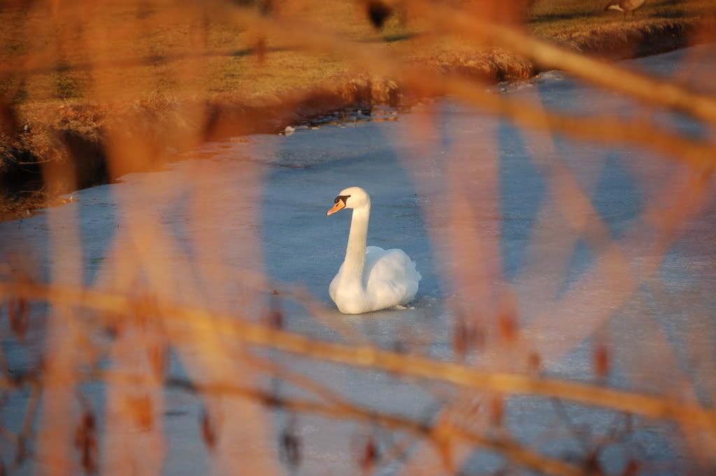 DSC_0237.jpg