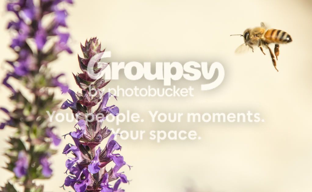 BeeIncoming.jpg