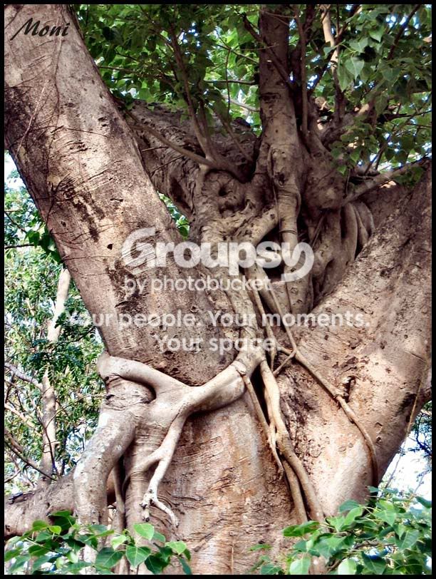 tree.jpg
