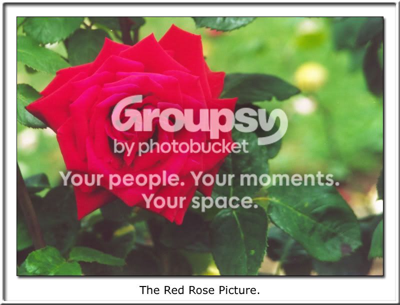 dflowercopy.jpg