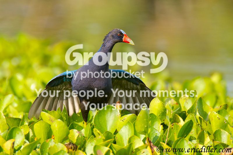 _ECD3211-copy800.jpg