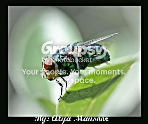 3137946750_24df079fbb.jpg