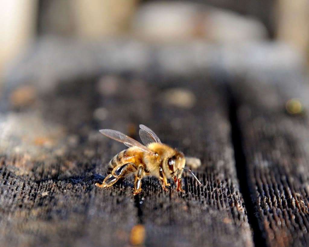 Bee1.jpg