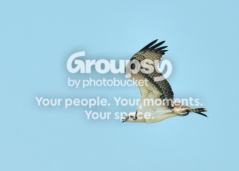 Osprey2.jpg