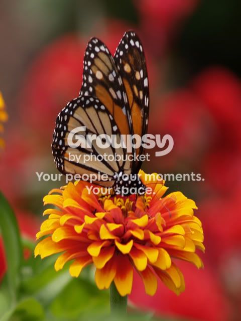 Butterfly7269copy.jpg