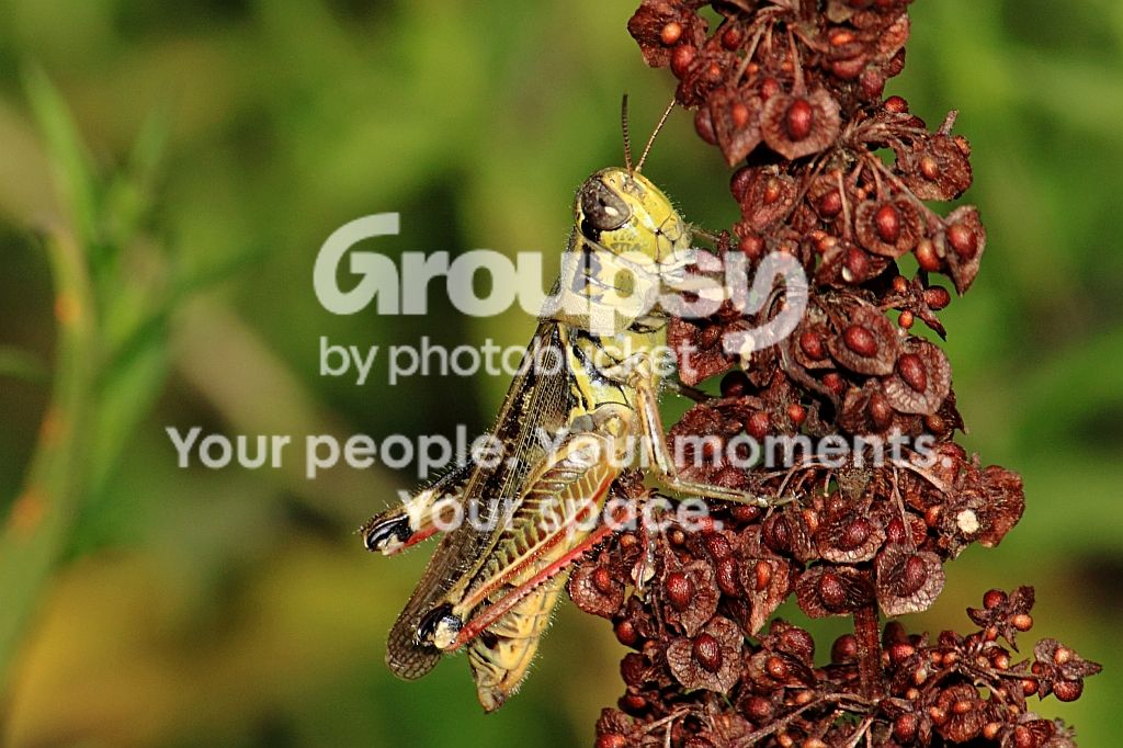 grasshopperAug28rs.jpg