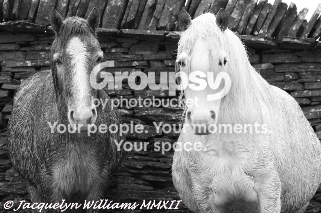 IMG_5804_zps8869250e.jpg