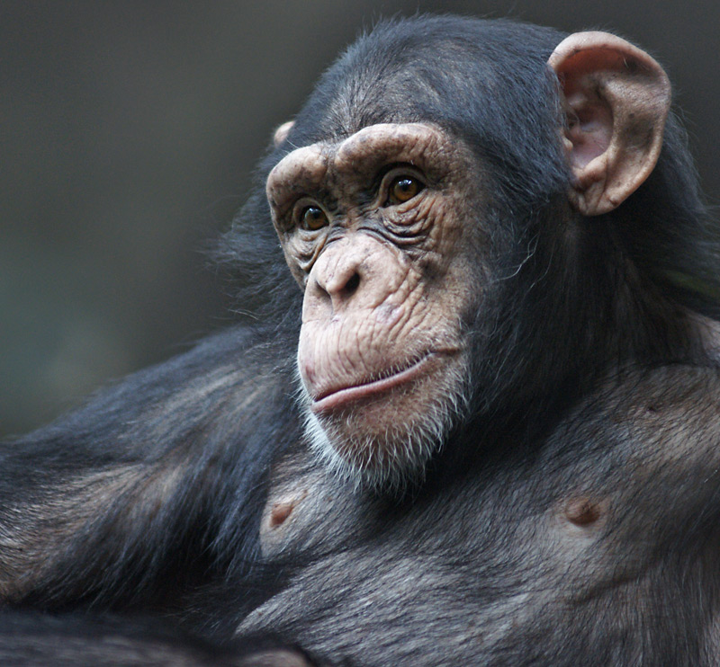 chimp_05.jpg