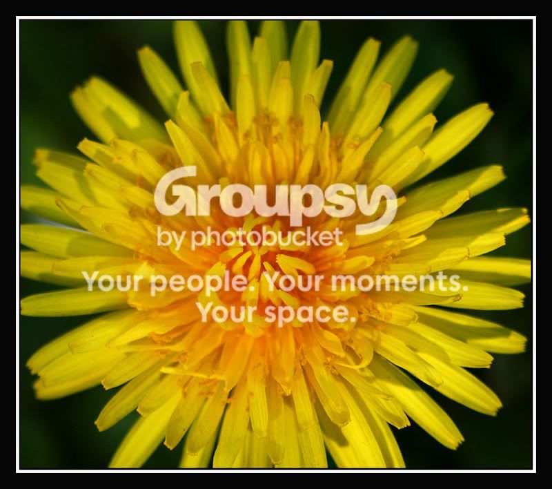 00_gelbeBlume_Lwenzahnclose-up.jpg