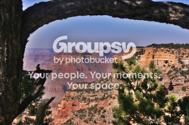 CanyonTree.jpg