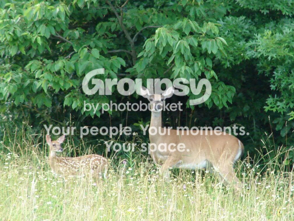 doesandfawns021.jpg