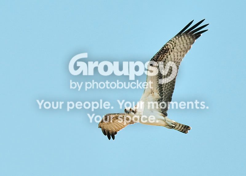 Osprey7.jpg