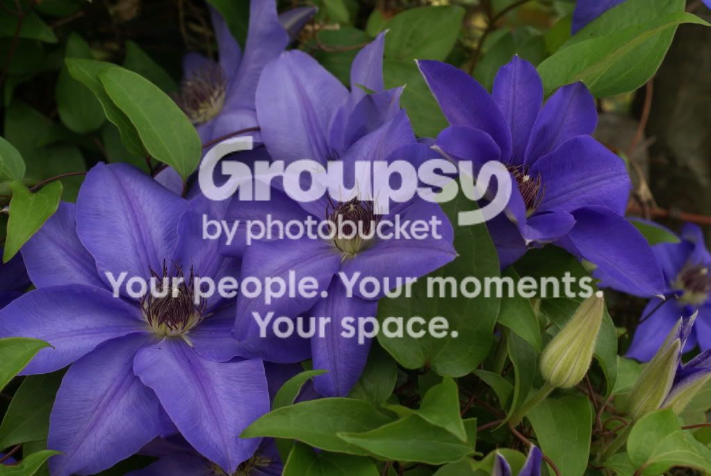 flowerstoday018.jpg