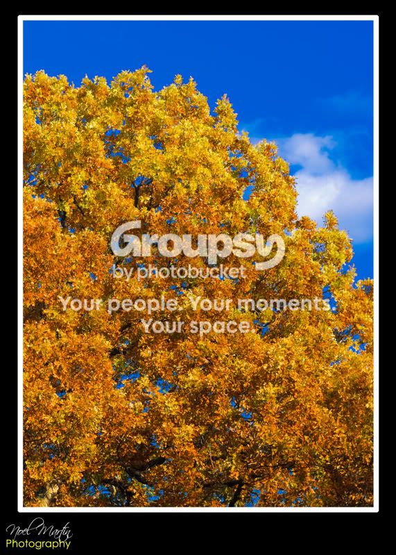 Tree.jpg