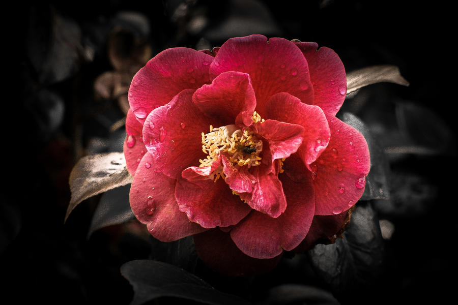 final_flower_by_er111a-d4txbbu.jpg