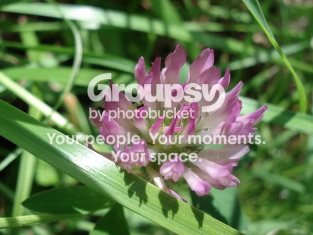 DSC07140.jpg