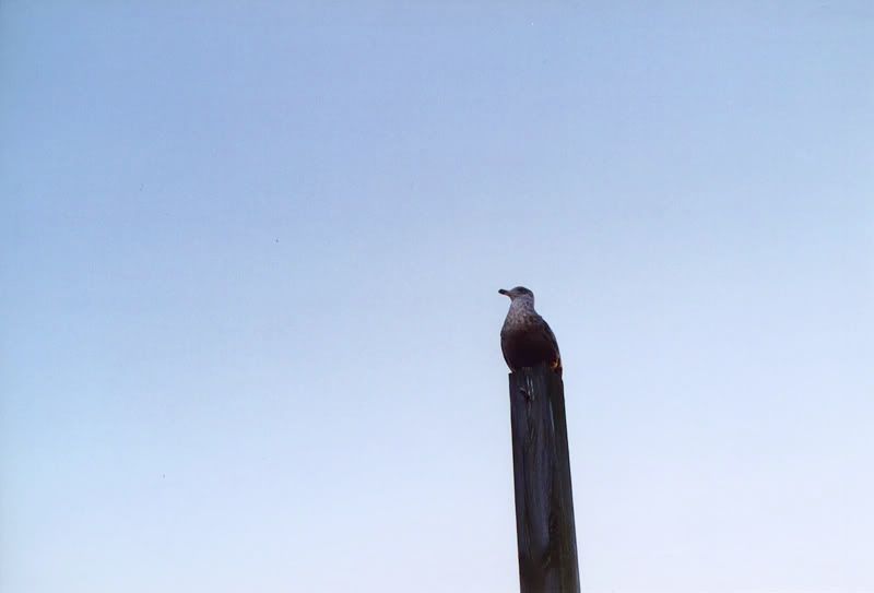Bird.jpg