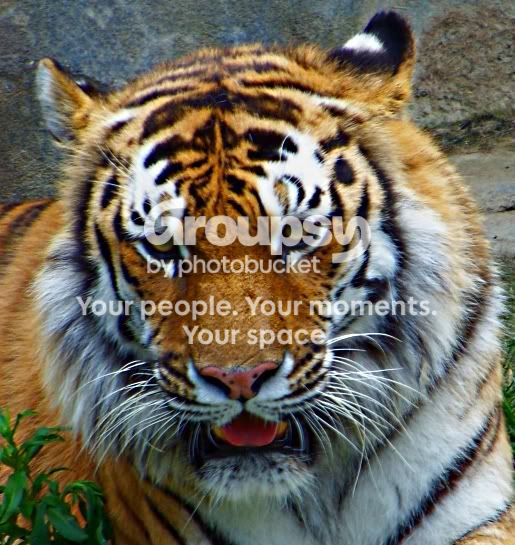 tiger.jpg