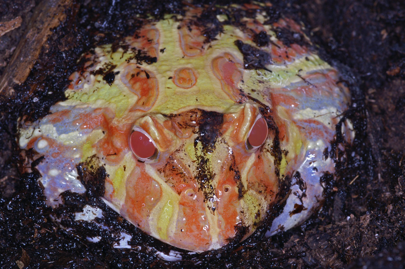 horned_frog.jpg
