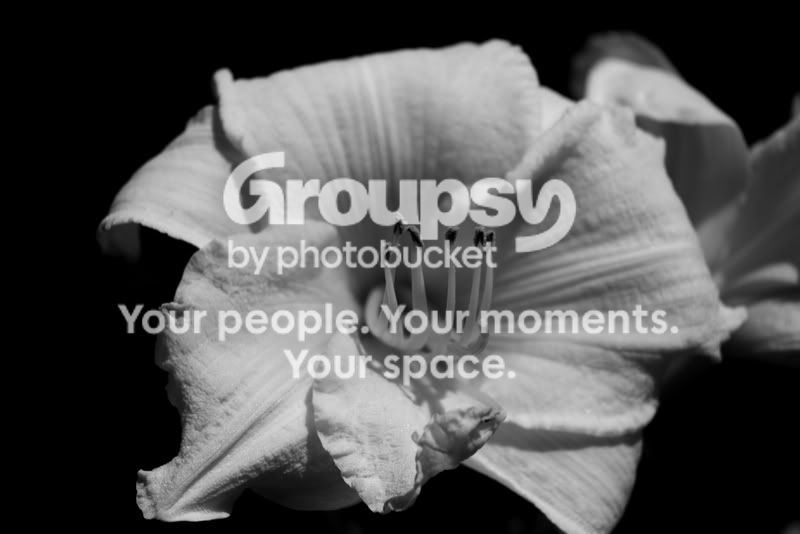 BWFlower.jpg