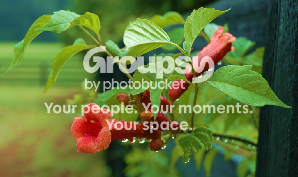 flower2.png