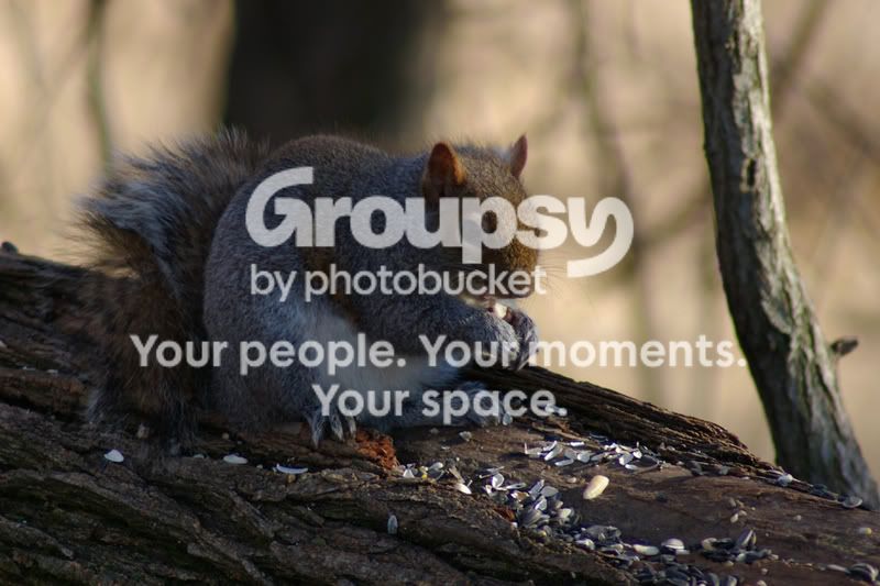 graysquirrel.jpg