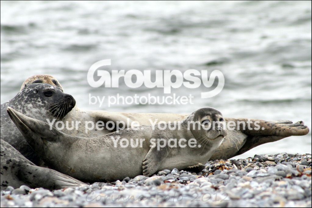Helgoland_Seehunde_3.jpg