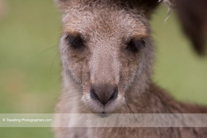 AusZoo34copy.jpg