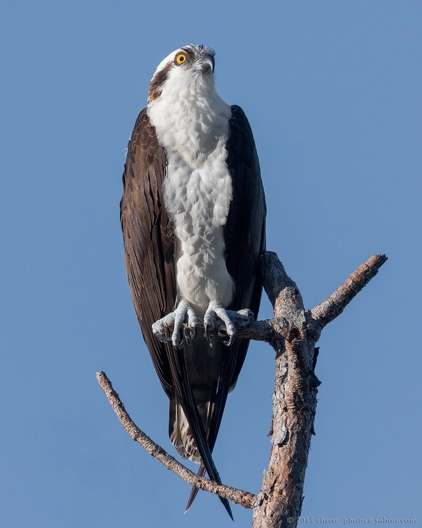 osprey-portrait-jpg.135966