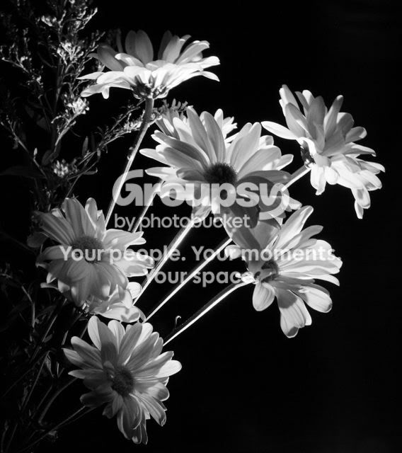Flowersbw-1.jpg