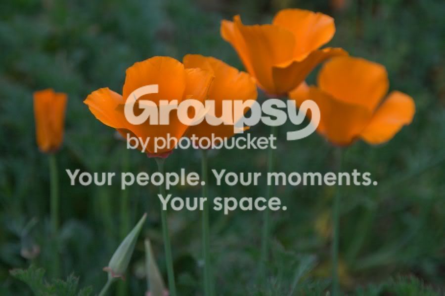 poppies1web.jpg