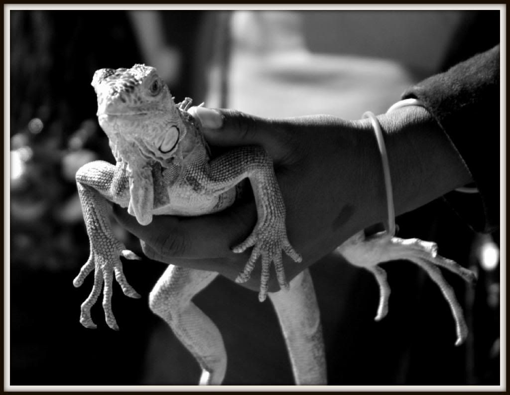 Lizardbw-1_zps13f6327a.jpg