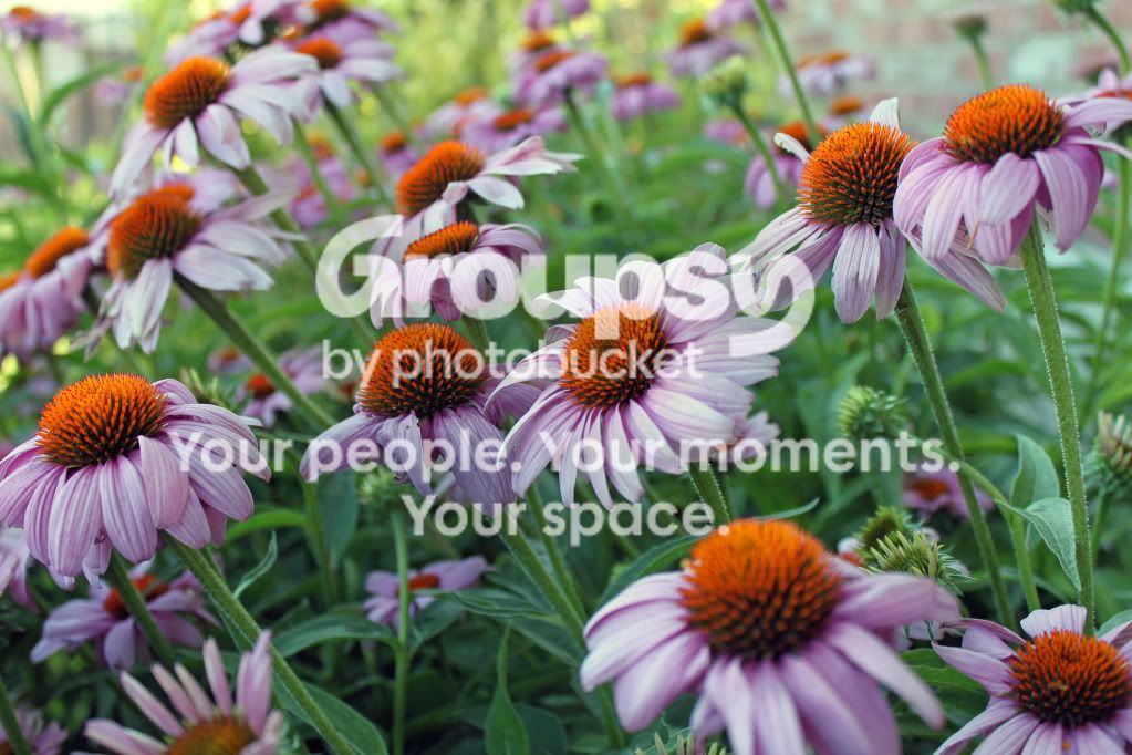 purpleflowers.jpg