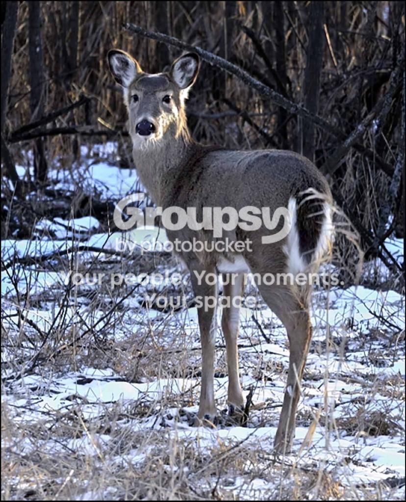 _DSC0013Edit_zps548c4b4c.jpg