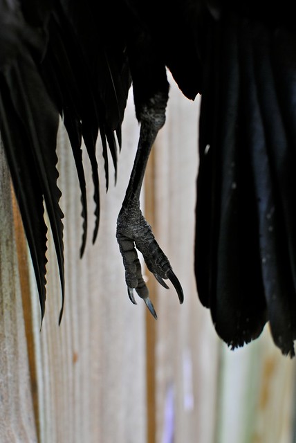4588943557_67e413b196_z.jpg