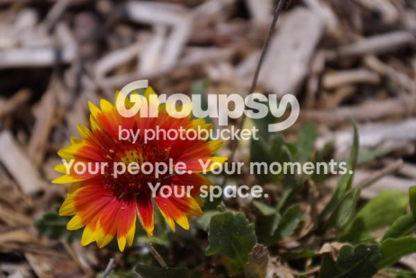 flower1.jpg