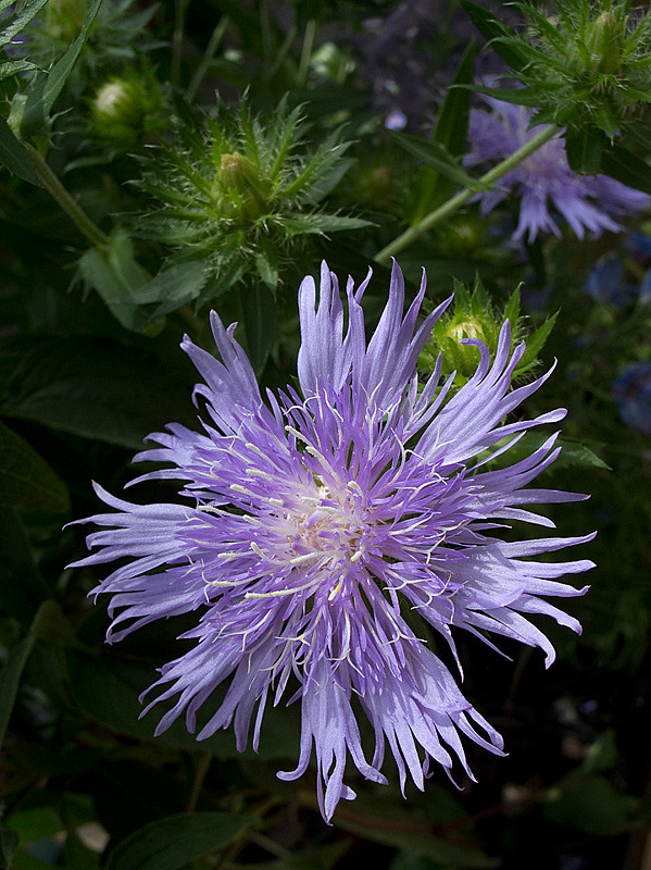 6073533482_5d0f9e796e_b.jpg