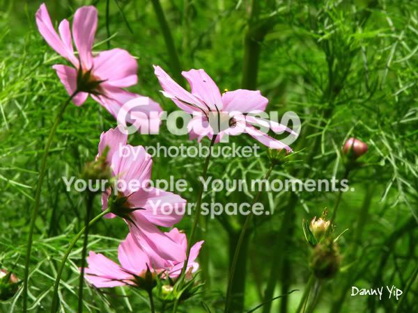 Flowers1.jpg