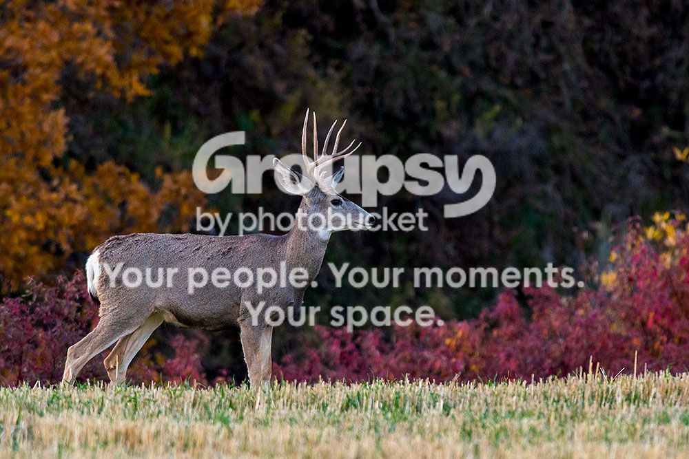 deer3_zpsbddf9801.jpg~original