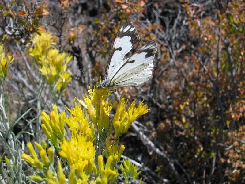 Butterfly1.jpg