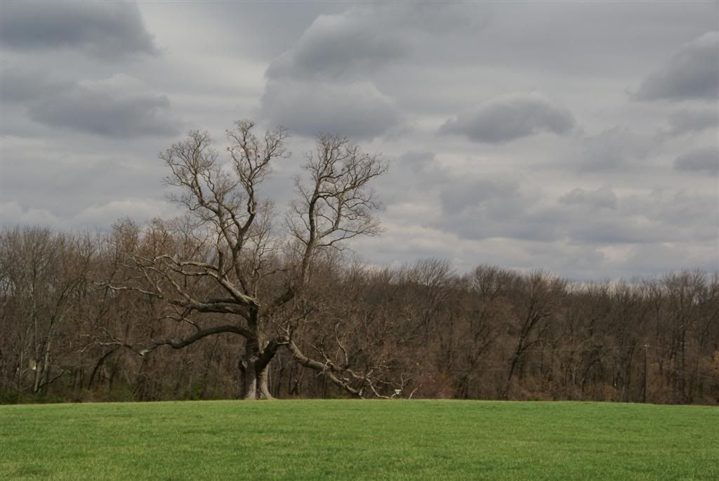 DSC09240__Large_.jpg