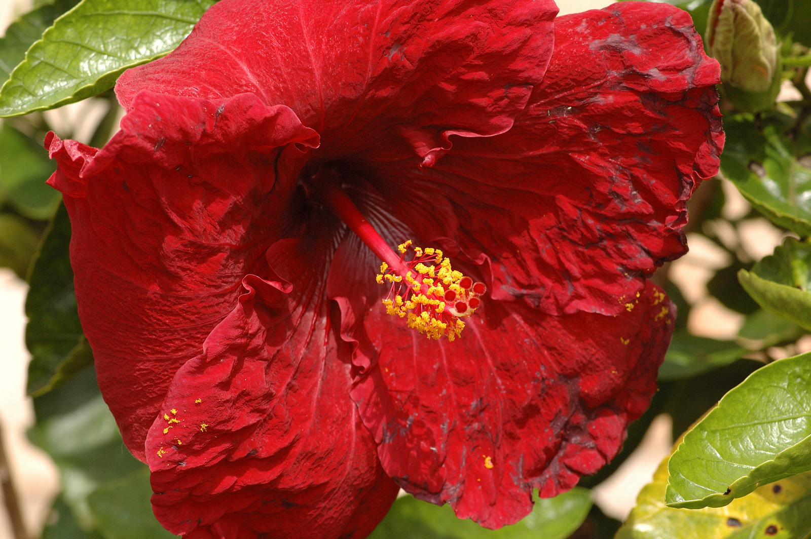DSC_0121-X3.jpg