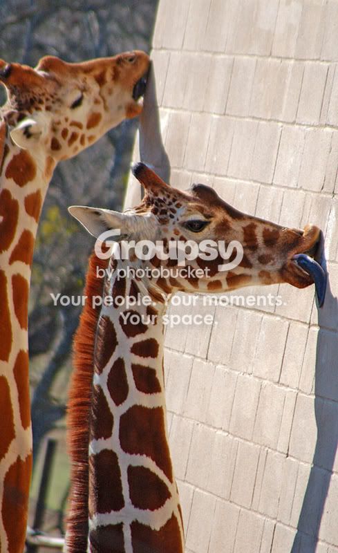 Giraffe2.jpg